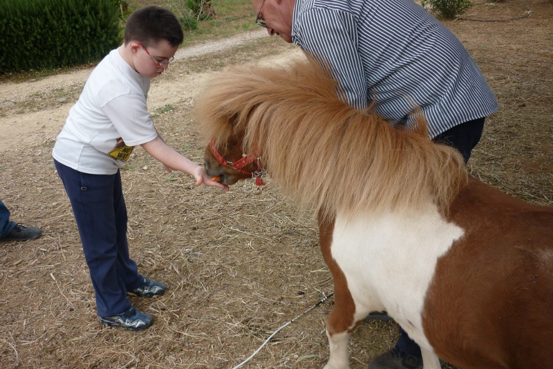 Un bambino dà una carota al pony Un bambino dà una carota al pony